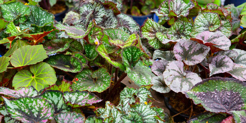 Begonias for sale at the plant show.