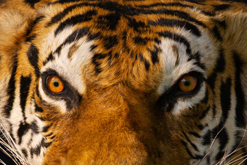 Young tiger close-up on black background