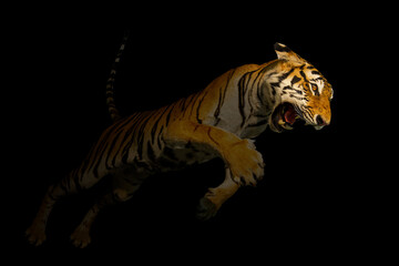 Fototapeta na wymiar Young tiger close-up on black background