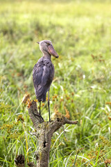 Shoebill stork, balaeniceps rex, perched on a dead tree trunk above the swamp land of Queen Elizabeth National Park, Uganda. This critically endangered bird gows to 1.5 metres tall.