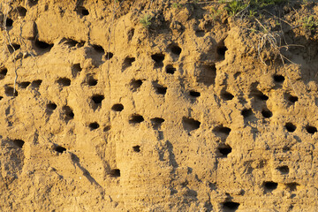 Swallows' nests in the sheer mountain