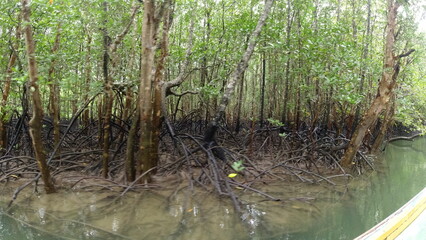 Thailand - Dschungel - Blumen - Pflanzen - Palmen