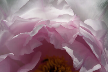petals of peony flower close up