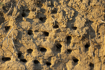 Swallows' nests in the sheer mountain