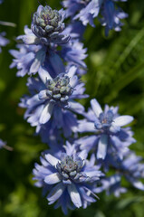blue flowers (hyacinths)