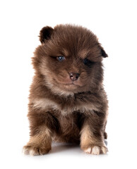 Obraz premium puppy Finnish Lapphund in studio