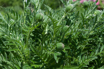 closed poppy flower buds and leaves in the sun