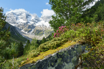Panorama von Alpenrosen auf Fels mit Gletscher im Hintergrund
