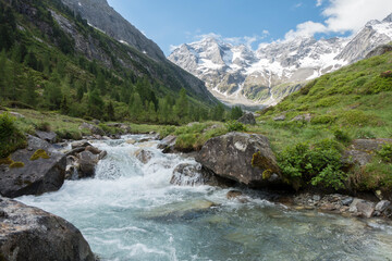 Fototapeta na wymiar Naturpark mit Wildbach Gletscher und Alpenrosen
