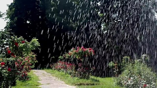 splashing water in a blooming garden