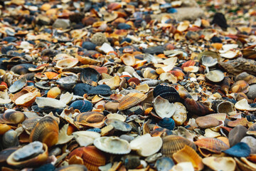 beach of colorful sea shells close-up