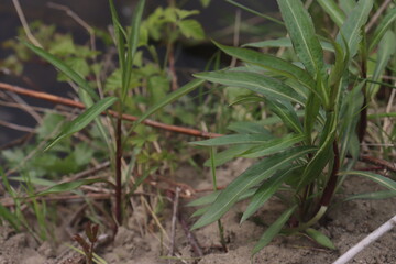 lizard sits in the green grass by the lake