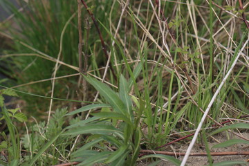 lizard sits in the green grass by the lake