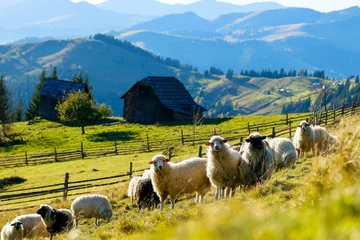 Badezimmer Foto Rückwand sheep in the mountains © Nataliia