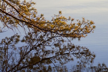 Obraz premium beautiful spruce branches with reflection on the water