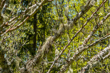 Straw beard lichen, other fungi and moss on the tree branch