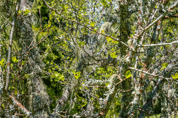 Straw beard lichen, other fungi and moss on the tree branch