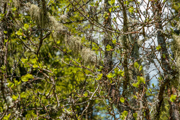Straw beard lichen, other fungi and moss on the tree branch
