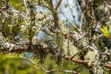 Straw beard lichen, other fungi and moss on the tree branch