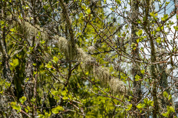 Fototapeta premium Straw beard lichen, other fungi and moss on the tree branch