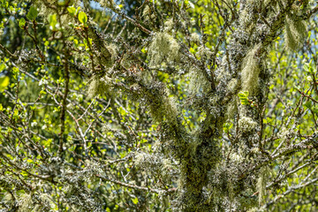 Straw beard lichen, other fungi and moss on the tree branch