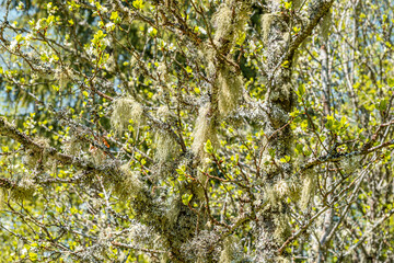 Fototapeta premium Straw beard lichen, other fungi and moss on the tree branch