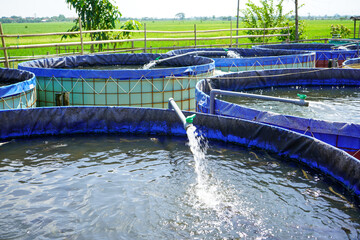 Raising and cultivating fish by using fish ponds made of round or circular tarpaulins that can...