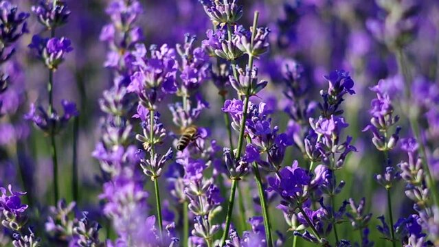 blooming lavender flowers in summer, a bee flies among the lavender flowers