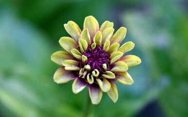 Nahaufnahme einer gelben Zinnie