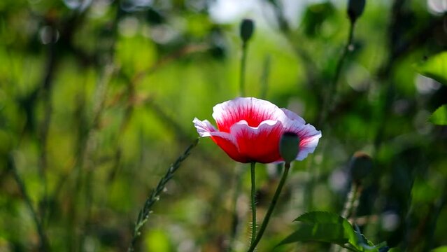 gently red poppy flower on a background of green grass on a sunny day
