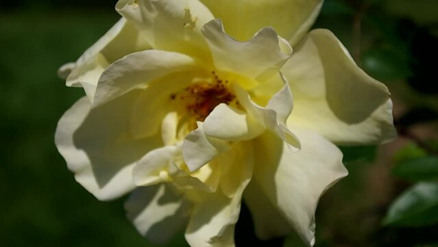 yellow rose blooms in the garden on a summer day