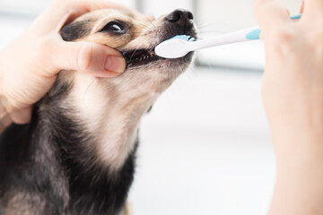 dog teeth, cleaning the mouth of a pet in a veterinary clinic with a toothbrush, prevention of...