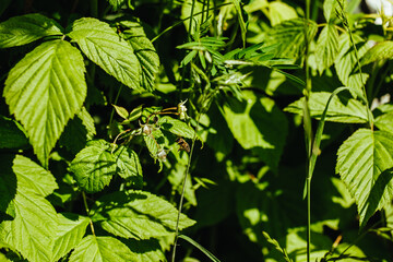 Fototapeta na wymiar bee sits on a raspberry bush, raspberry leaves, apiary, wildlife, bee at work