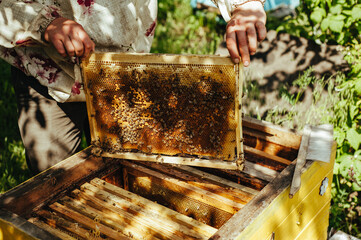 Frames of a bee hive. Beekeeper harvesting honey. The bee smoker is used to calm bees before frame...