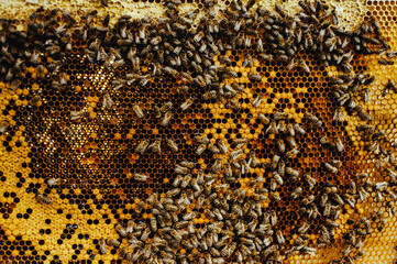 Bees on a honey comb with pollen.