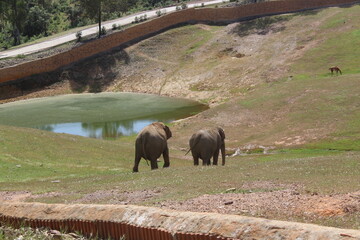 Fototapeta na wymiar elephant couple