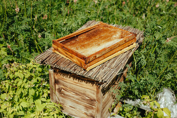 Obraz premium Apiary, on the hive is a frame with honeycombs.