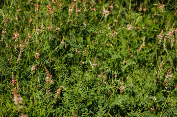 Safflower The plant is sown in the apiary