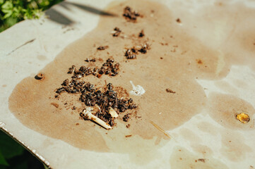 dead bees lie near the hive in the apiary