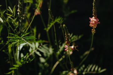 bee sits on a pink flower on a dark green background, apiary
