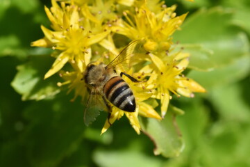 Biene auf einer gelben Fetthenne