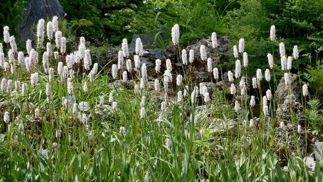 Polygonum bistorta 'Superba, Snakeroot, Snake-Root in rock garden