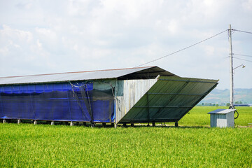 A large and spacious chicken coop building located in the middle of rice fields far from residential areas in Pati, Central Java, Indonesia.