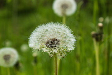 Blossomed dandelion inflorescence close up. Horizontal photo. Concept of walking.