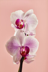 Fototapeta na wymiar Flowers orchid Phalaenopsis white flowers with pink veins and core on pink background