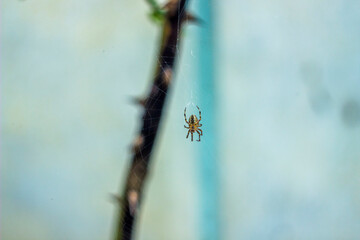 a small spider on the web