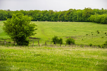field and meadow in Ukrainian village