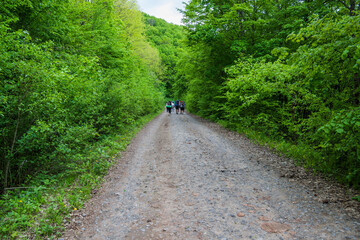 a hikers far on the stone road through the forest in Ternopil region, Ukraine