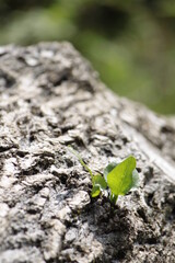 sprout on the ground