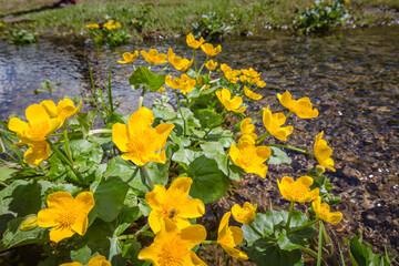 Beautiful nature. Mountain hiking Trail Road. Small mountain lake with petite orange flowers Italy Lago Avostanis Casera Pramosio Alta